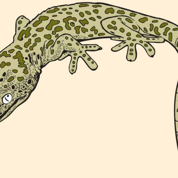 AR GEKO 19 RC Thumbnail