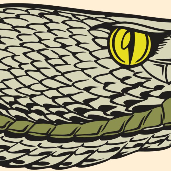 BAW SNAKE 03 RC Thumbnail